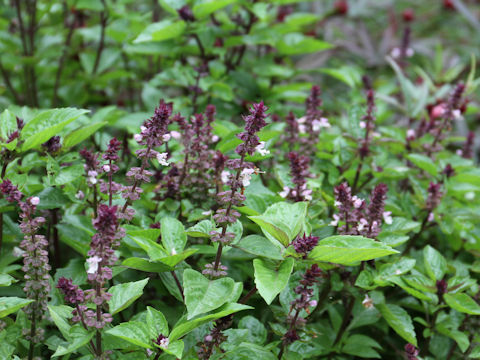 Ocimum basilicum cv. Cinnamon