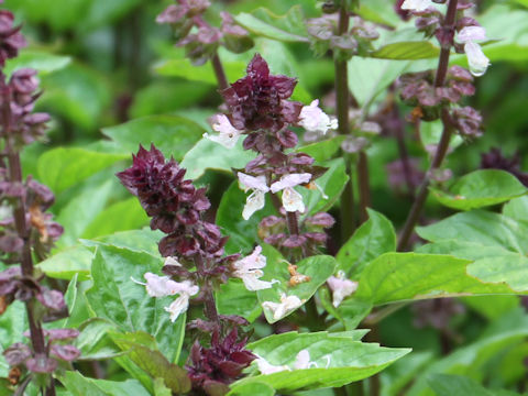 Ocimum basilicum cv. Cinnamon