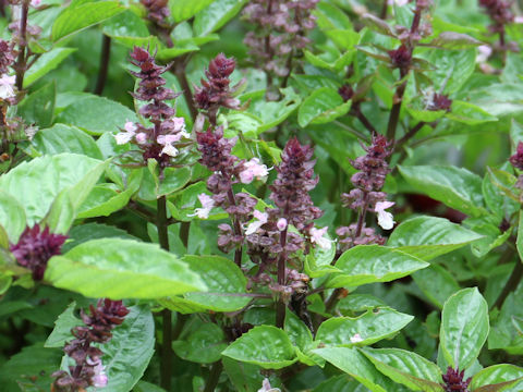 Ocimum basilicum cv. Cinnamon