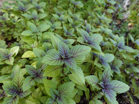 Ocimum basilicum cv. Cinnamon