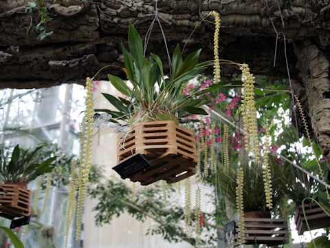 Coelogyne cobbiana