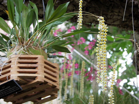 Coelogyne cobbiana
