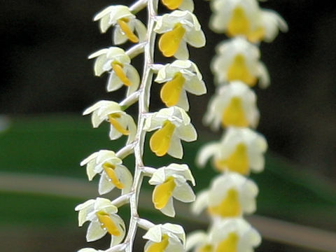 Coelogyne cobbiana