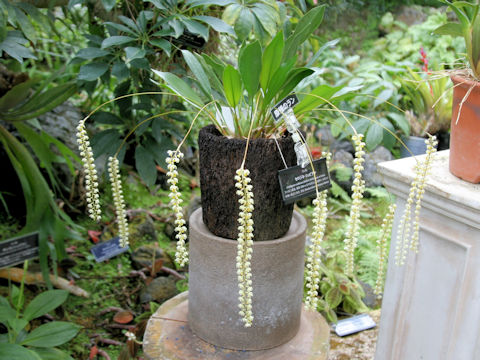 Coelogyne cobbiana