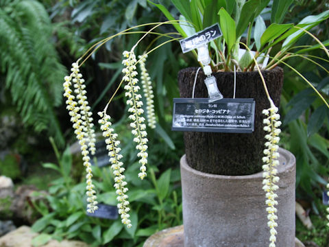 Coelogyne cobbiana