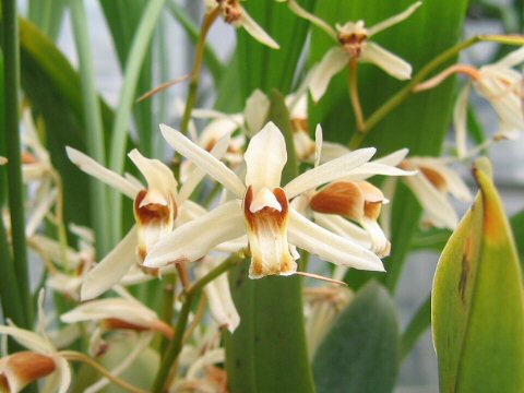 Coelogyne huetineriana