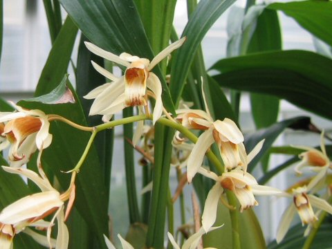 Coelogyne huetineriana