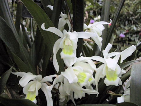 Coelogyne intermedia