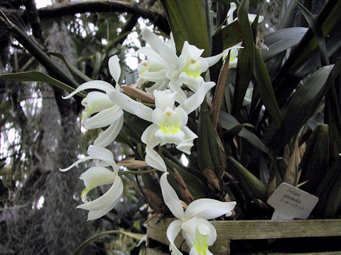 Coelogyne intermedia