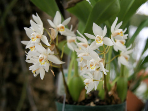 Coelogyne lactea