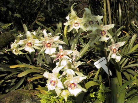 Coelogyne sp.