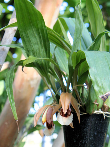 Coelogyne speciosa