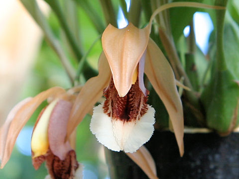 Coelogyne speciosa