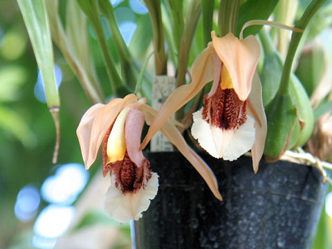 Coelogyne speciosa