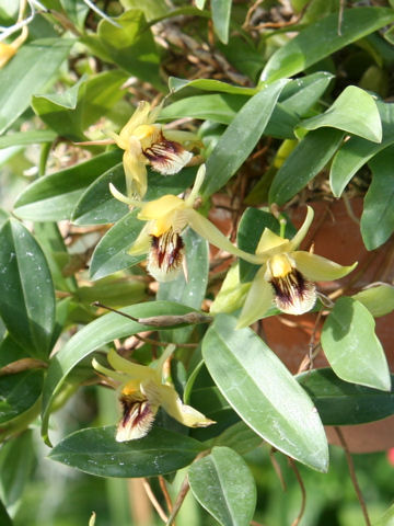 Coelogyne uniflora