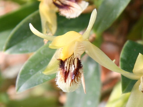 Coelogyne uniflora