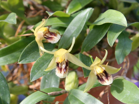 Coelogyne uniflora