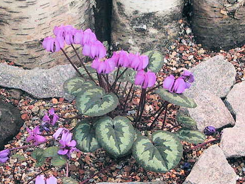 Cyclamen coum spp. caucasicum