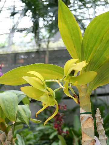 Cycnoches chlorochilon