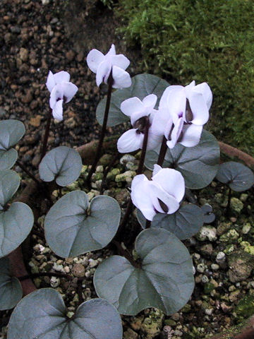 Cyclamen coum