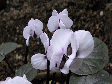 Cyclamen coum