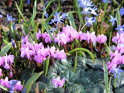 Cyclamen coum