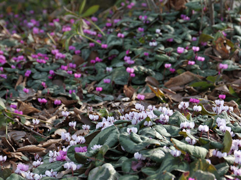 Cyclamen coum