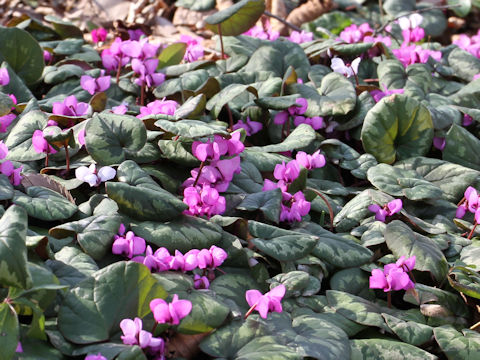 Cyclamen coum