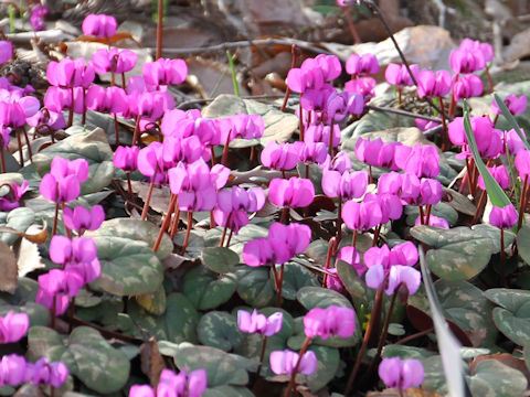 Cyclamen coum