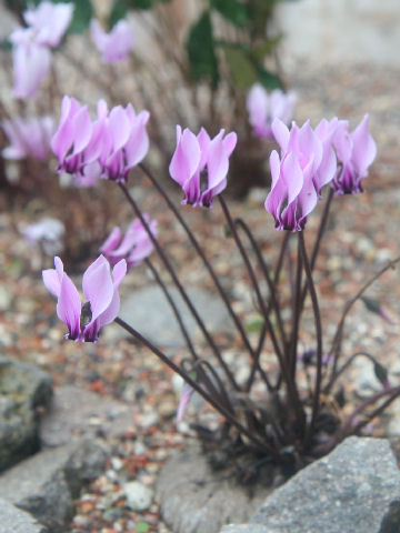 Cyclamen graecum