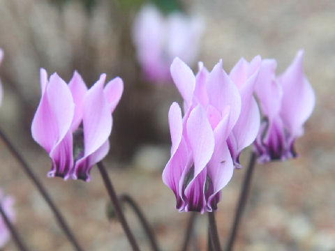 Cyclamen graecum