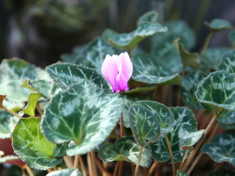 Cyclamen graecum