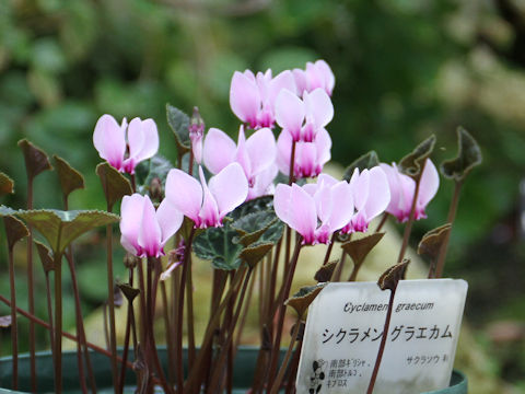 Cyclamen graecum