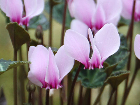 Cyclamen graecum