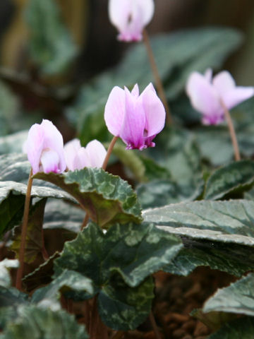 Cyclamen hederifolium