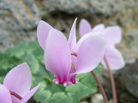 Cyclamen hederifolium