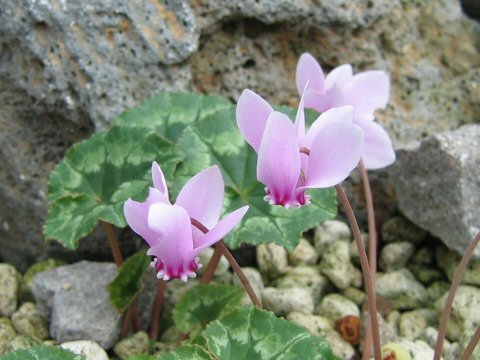 Cyclamen hederifolium