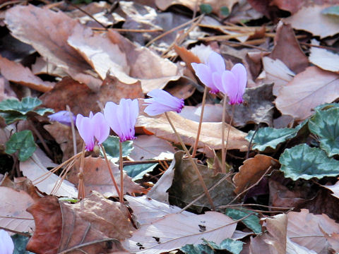 Cyclamen hederifolium