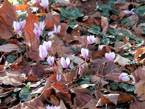 Cyclamen hederifolium