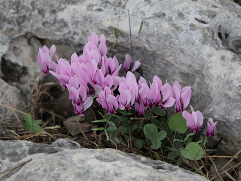 Cyclamen hederifolium