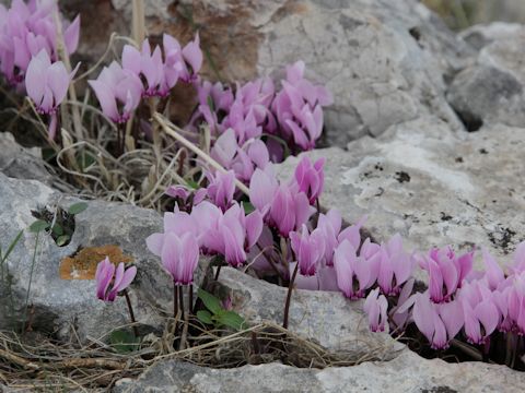 Cyclamen hederifolium