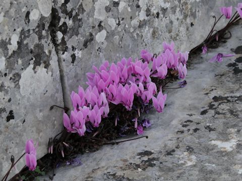 Cyclamen hederifolium