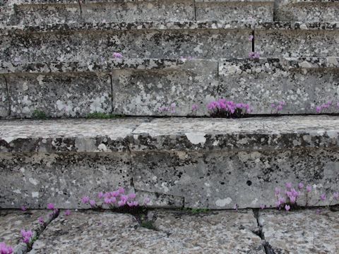 Cyclamen hederifolium