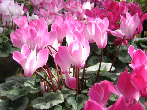 Cyclamen persicum cv.