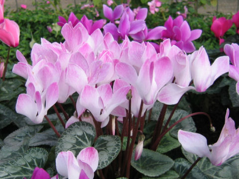 Cyclamen persicum cv.