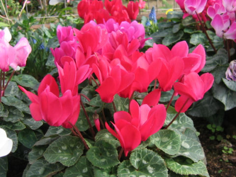 Cyclamen persicum cv.