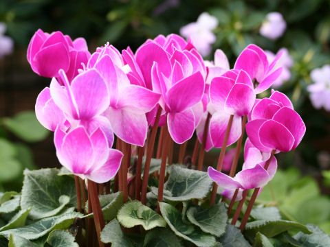 Cyclamen persicum cv.