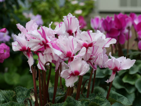 Cyclamen persicum cv.