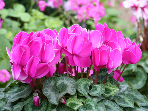 Cyclamen persicum cv.