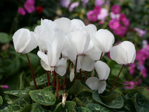 Cyclamen persicum cv.